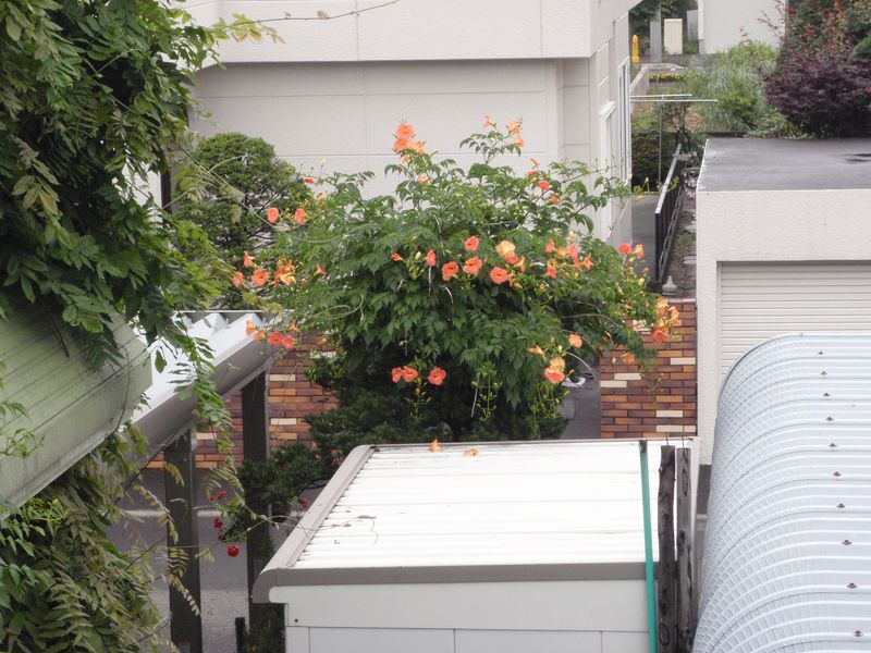 ようやくの雨上がり_c0025115_23103378.jpg