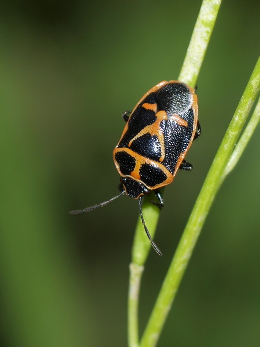 ナガメ_c0116915_23522514.jpg