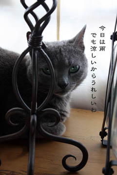 やわらかい雨と猫たちと_e0156015_0415781.jpg