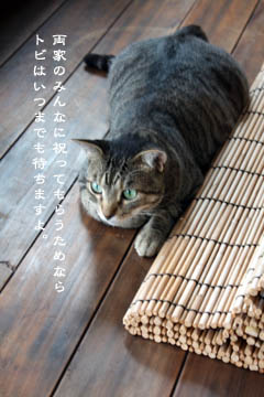 やわらかい雨と猫たちと_e0156015_1275965.jpg