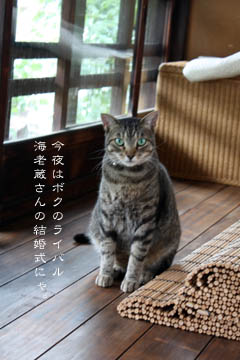 やわらかい雨と猫たちと_e0156015_128869.jpg