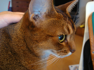 f0232522_13345492.gif
