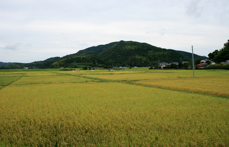 県南では　早期水稲の稲刈りが　ようやく始まりました！　♪_f0042737_16424910.jpg