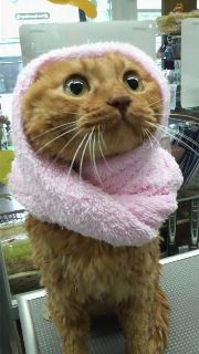猫のお友だち しぇるくりそつ編。_a0143140_21292080.jpg
