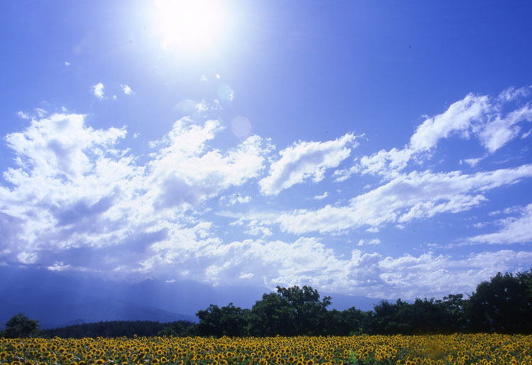 夏の太陽とひまわり畑 As It Is 夏の太陽とひまわり畑 As It Is