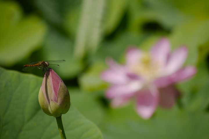 たまには写真でも_e0084756_21543026.jpg