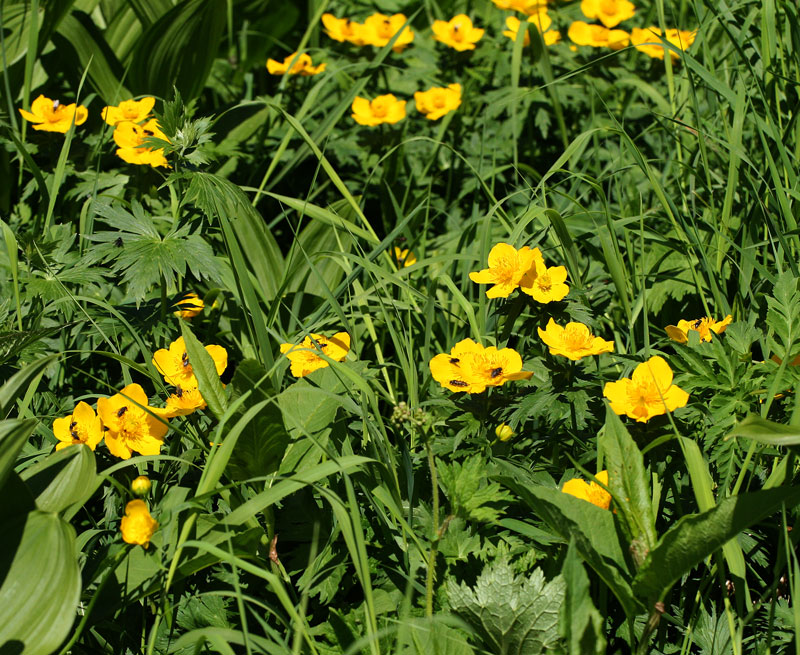 シナノキンバイ Trollius riederianus_f0165160_16584791.jpg