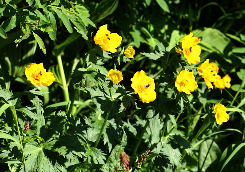 シナノキンバイ Trollius riederianus_f0165160_16585796.jpg