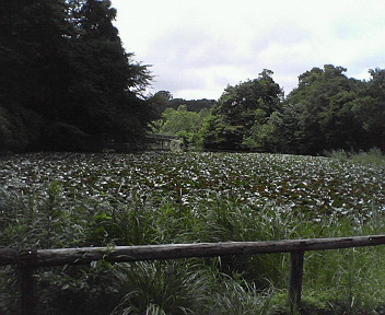 石神井公園お散歩_e0035469_23102322.jpg