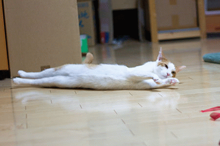 うれしい夏野菜_a0119470_148623.gif