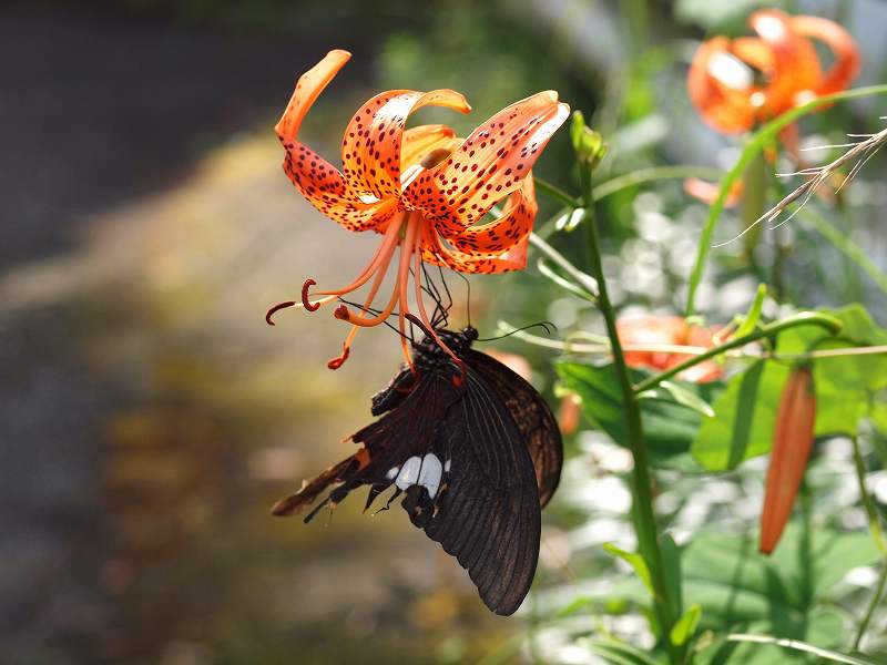 花とチョウ_b0135573_20241740.jpg