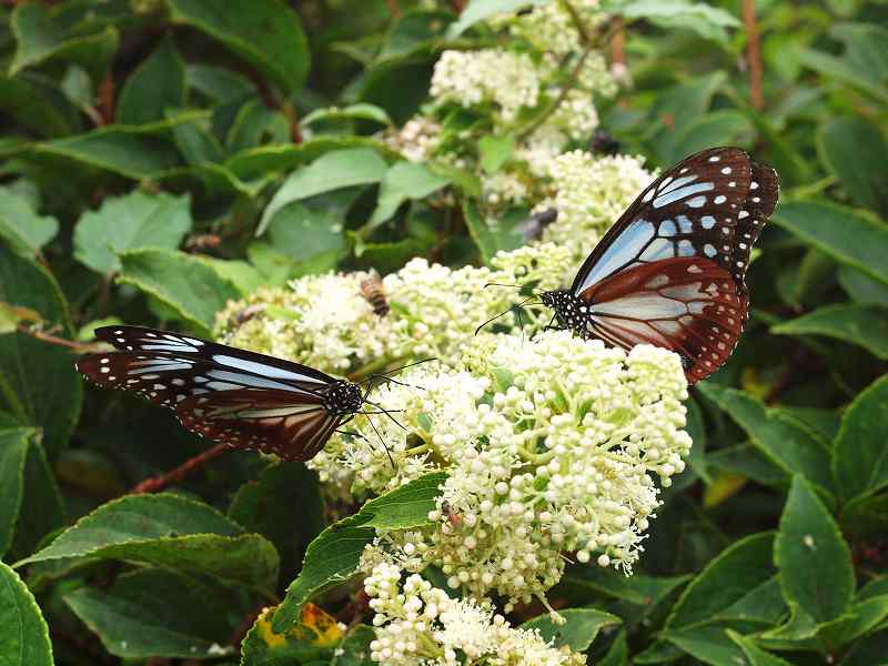 花とチョウ_b0135573_20245899.jpg