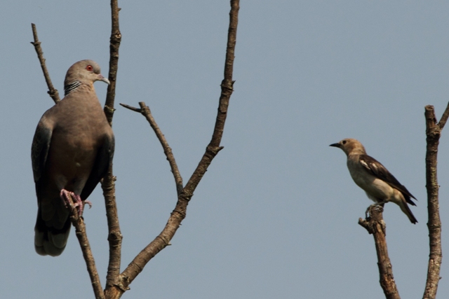 ★先週末の鳥類園(2010.7.24~25)+全域調査結果_e0046474_1861477.jpg