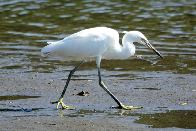 ★先週末の鳥類園(2010.7.24~25)+全域調査結果_e0046474_1863539.jpg