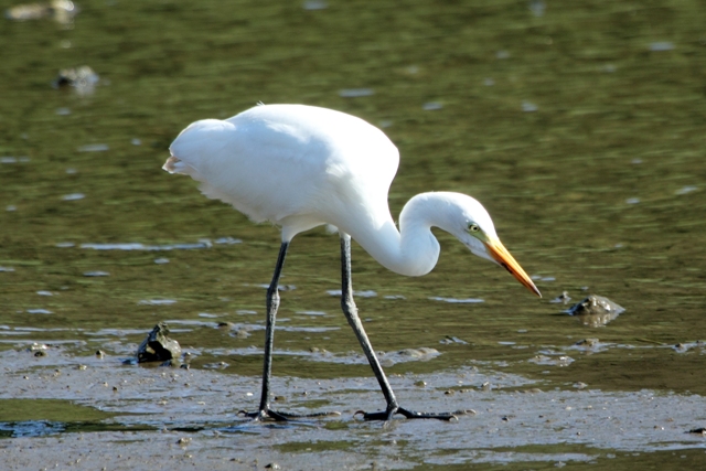 ★先週末の鳥類園(2010.7.24~25)+全域調査結果_e0046474_1865391.jpg