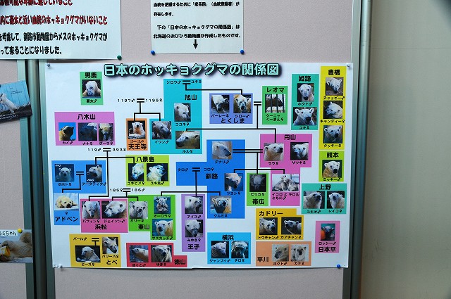 日本のホッキョクグマ Wonderful Zoo