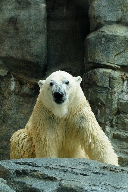日本のホッキョクグマ : wonderful Zoo