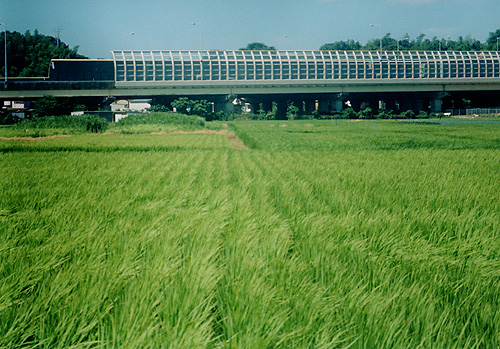 ◆PETRI V6(1965) +PETRI Zoom C.C.auto 85-210mm F4.8 ~水田の風景_e0174382_15382333.jpg