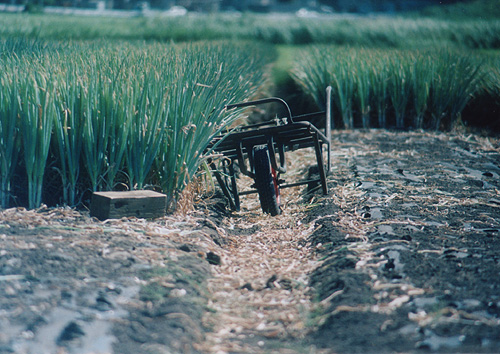 ◆PETRI V6(1965) +PETRI Zoom C.C.auto 85-210mm F4.8 ~水田の風景_e0174382_15392253.jpg