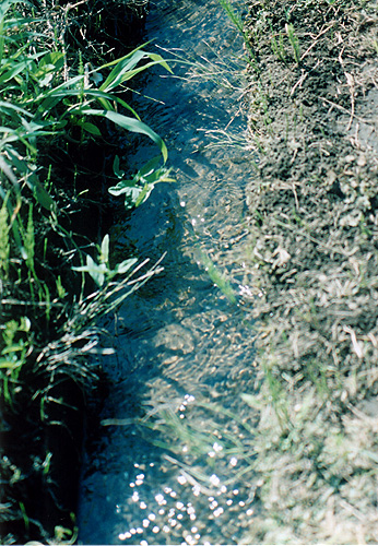 ◆PETRI V6(1965) +PETRI Zoom C.C.auto 85-210mm F4.8 ~水田の風景_e0174382_15392918.jpg