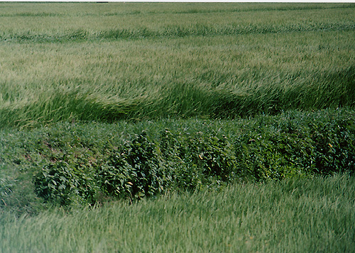 ◆PETRI V6(1965) +PETRI Zoom C.C.auto 85-210mm F4.8 ~水田の風景_e0174382_15395453.jpg