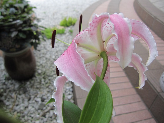 b0182884_23275737.jpg