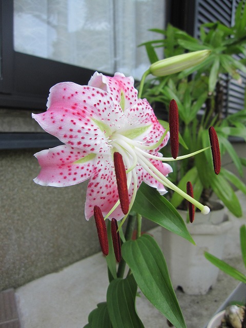 b0182884_2328628.jpg