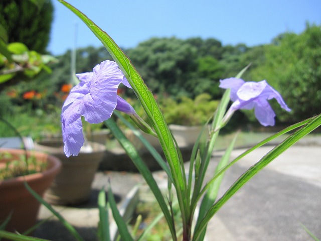 b0182884_4364824.jpg