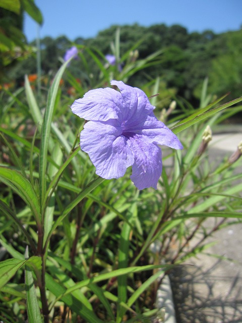 b0182884_4371810.jpg