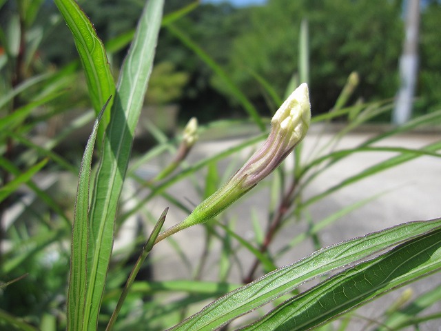 b0182884_437927.jpg