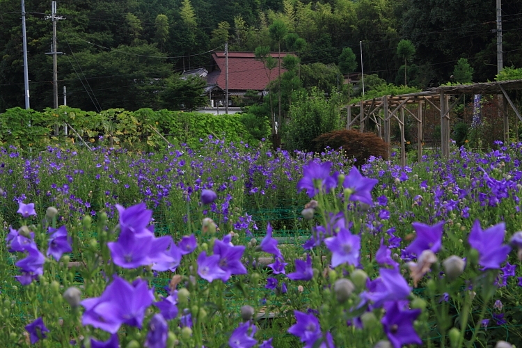 谷性寺_e0051888_21492256.jpg