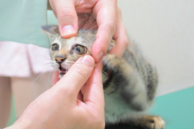 2匹は奇跡の相性だったのね!_a0126590_5555691.jpg