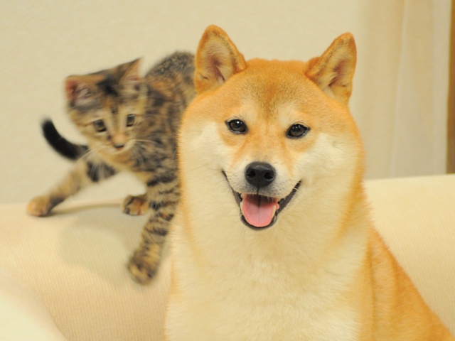 2匹は奇跡の相性だったのね!_a0126590_6125817.jpg