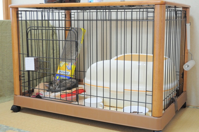 2匹は奇跡の相性だったのね!_a0126590_65867.jpg