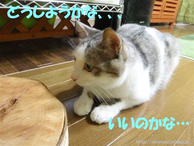 a0159490_1336391.jpg