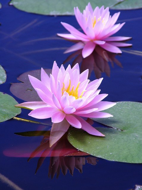 睡蓮 水面に浮く花 立ち上がる花 ロータス ３ 写真でイスラーム