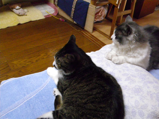 Ｈｕｕ＆チョビのお昼寝場所（＾＾）_a0136293_16173368.jpg