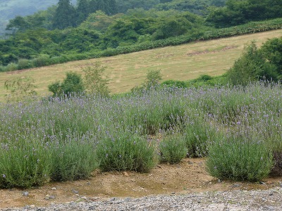 a0123003_20321440.jpg