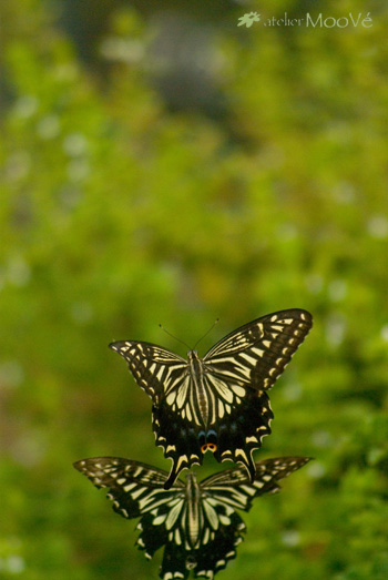 c0218407_819792.jpg
