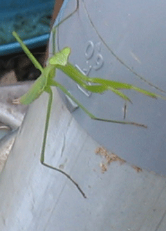c0198717_2027559.gif
