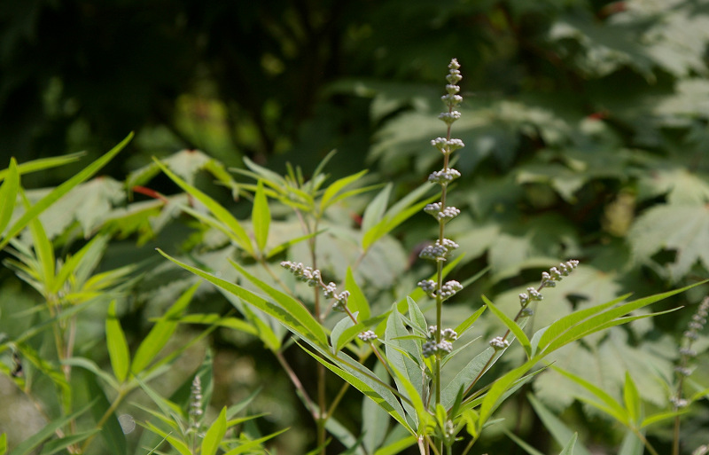 サルスベリの花_e0136424_10535025.jpg