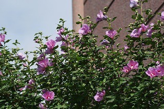 f0170524_935887.jpg