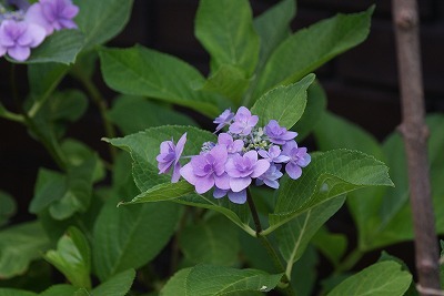 f0170524_9362879.jpg