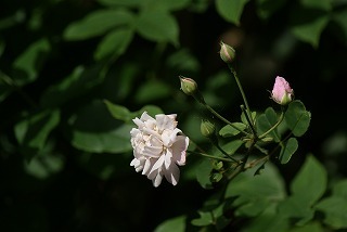 f0170524_9393196.jpg