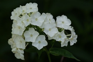 f0170524_9463123.jpg
