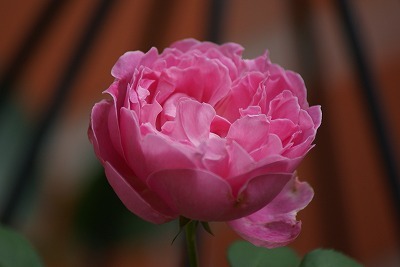 f0170524_9492589.jpg