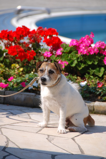 愛犬と旅行(6月のこと) その2_c0099133_0535163.jpg