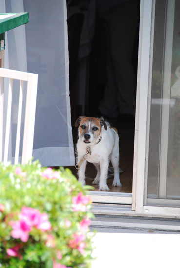 愛犬と旅行(6月のこと) その2_c0099133_0562935.jpg