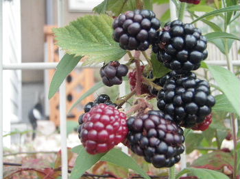 a0054240_21484337.jpg