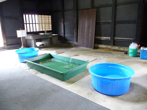 【7月31日(土)】金魚屋さんの日…。_c0221349_180812.jpg